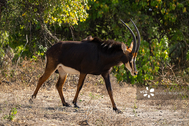 黑貂羚羊穿过空地低下头，博茨瓦纳图片素材