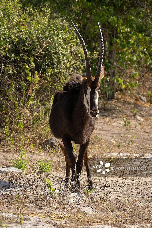 博茨瓦纳黑马羚站在灌木丛旁，面向镜头图片素材