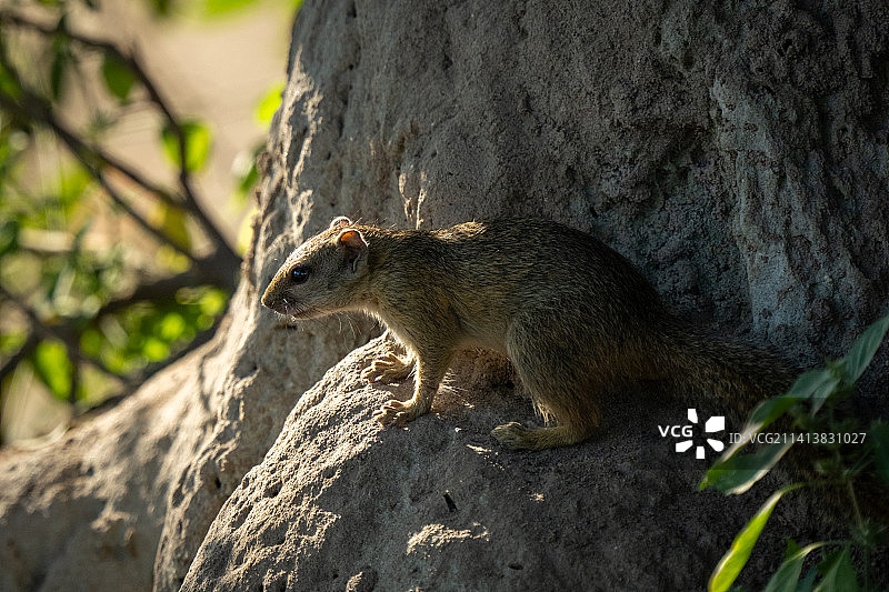 阳光明媚的白蚁丘上的史密斯丛林松鼠，博茨瓦纳图片素材
