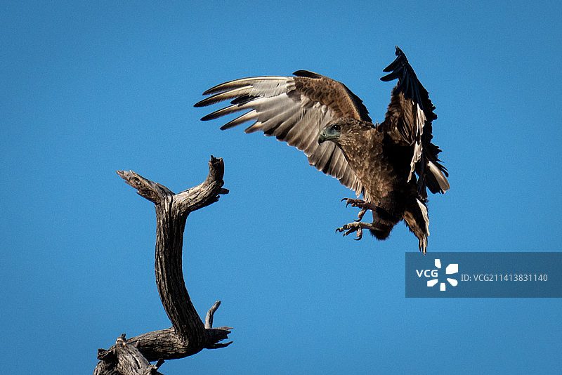 飞向枯树桩的棕色非洲鹫，博茨瓦纳图片素材