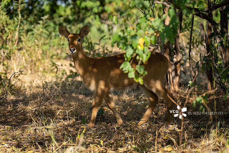 博茨瓦纳阳光下的非洲小羚羊图片素材