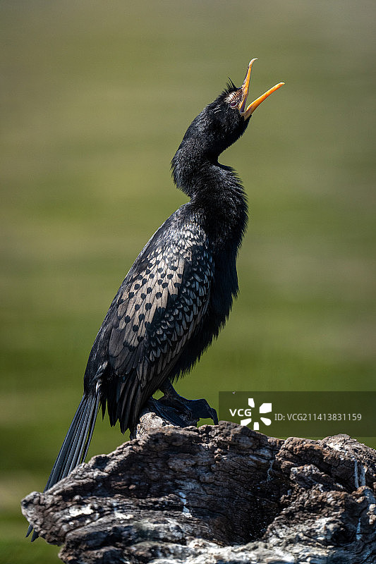 博茨瓦纳树桩上张开喙的鸬鹚图片素材