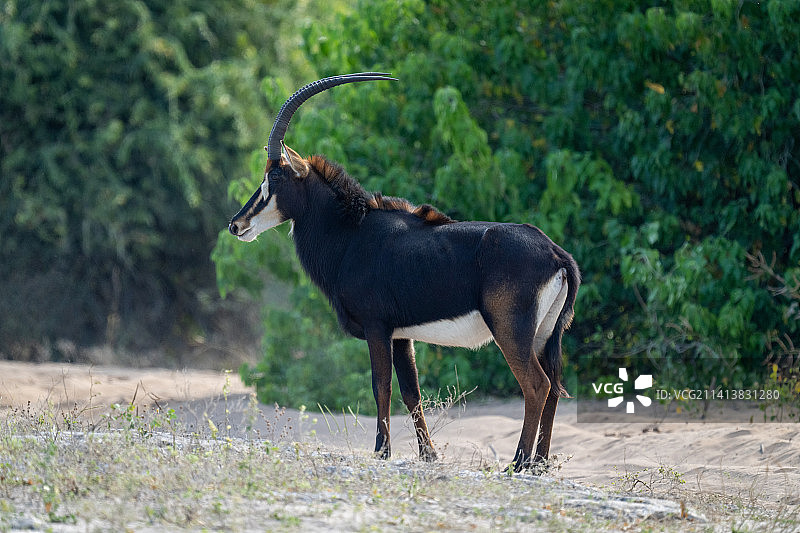 博茨瓦纳沙地上的黑马羚图片素材