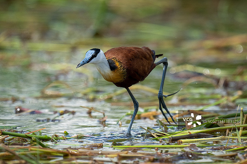 博茨瓦纳，非洲水雉在河中抬起脚图片素材