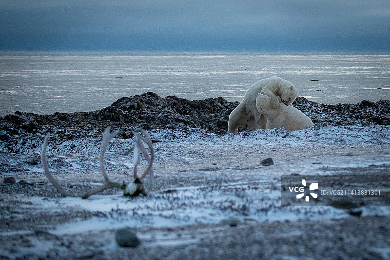 在岸边鹿角附近摔跤的北极熊，加拿大努纳武特阿尔维亚特图片素材