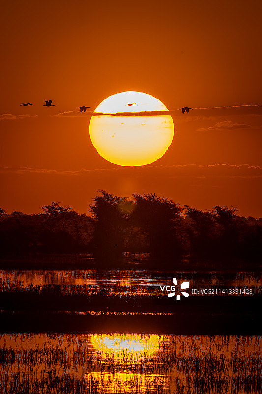 博茨瓦纳，非洲琵鹭飞过日落时分的河流图片素材