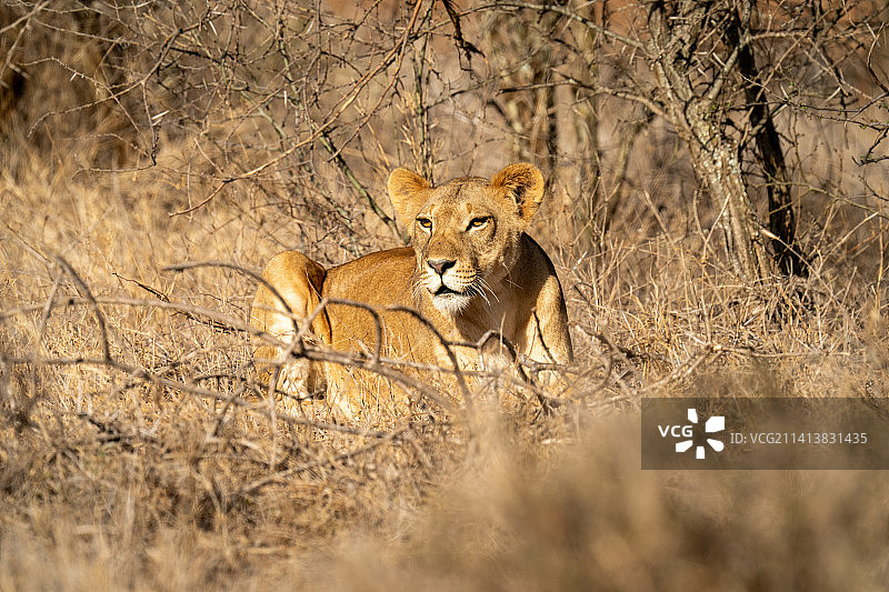 肯尼亚阳光下死树枝旁的母狮图片素材