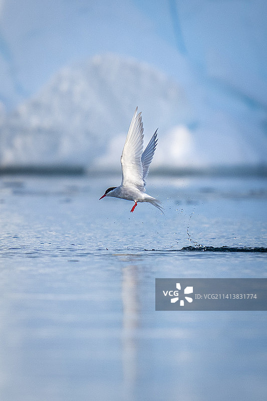 南极燕鸥试图捕鱼图片素材