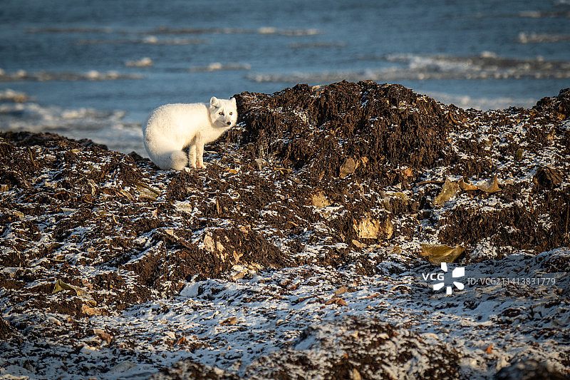 北极狐站在加拿大努纳武特地区阿维亚特海湾的岩石上图片素材