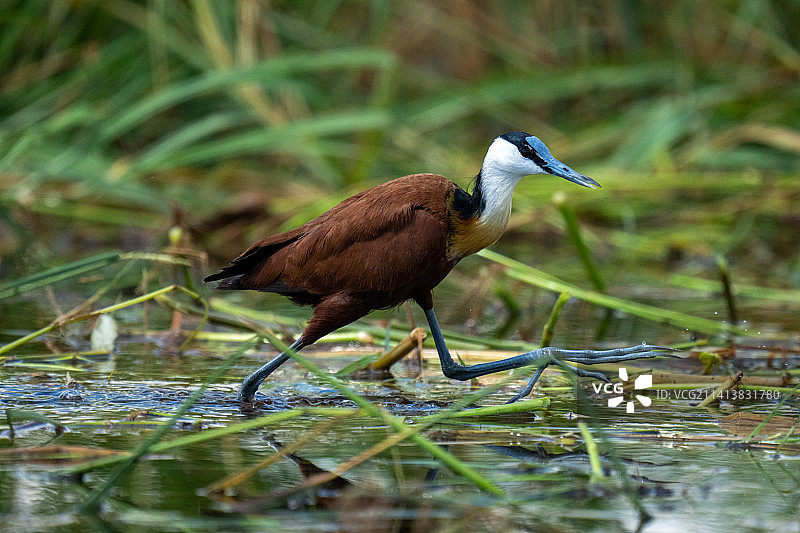 博茨瓦纳，非洲水雉抬脚过河图片素材