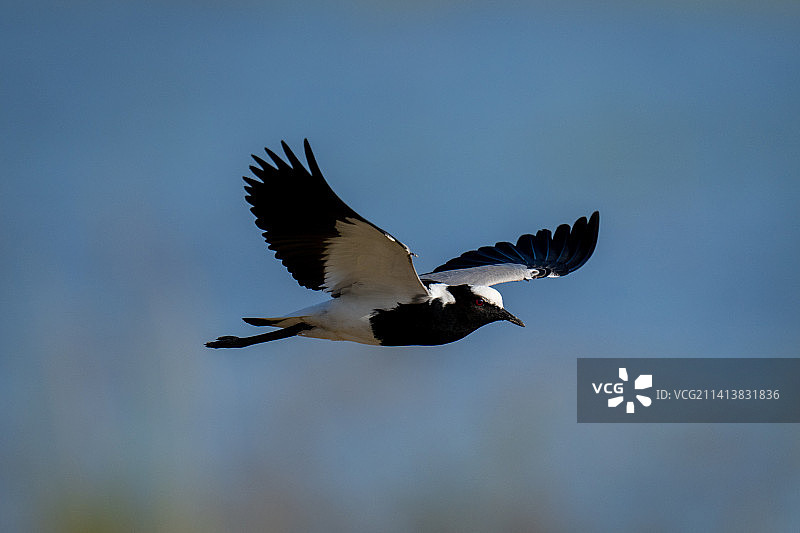 阳光下，铁匠鸻飞过博茨瓦纳水面图片素材