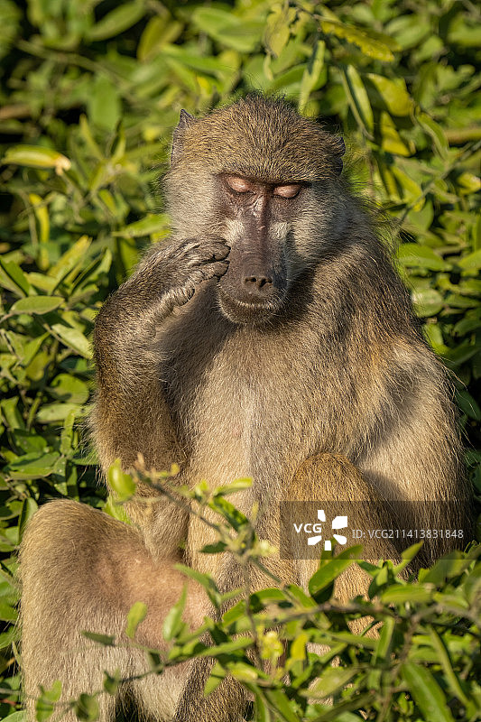 狒狒坐在树上挠脸颊，博茨瓦纳图片素材