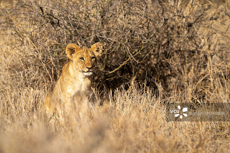 幼狮坐在灌木附近（肯尼亚）图片素材