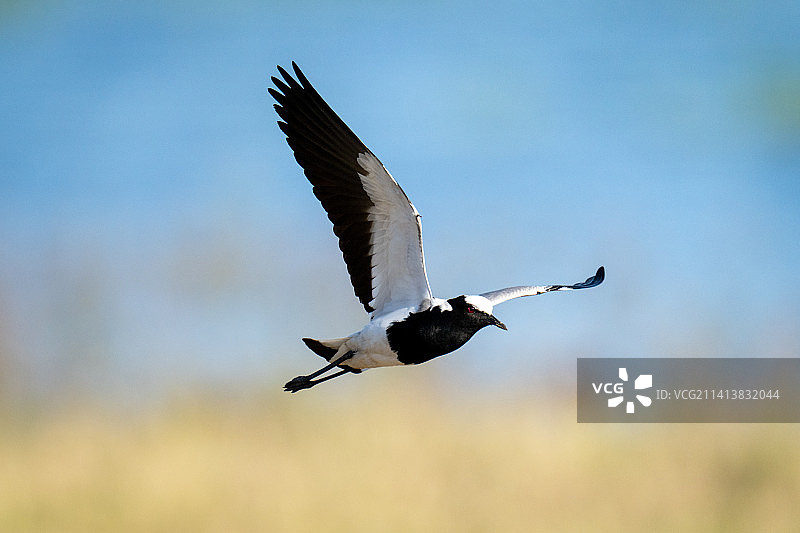一只黑背麦鸡飞过草地，博茨瓦纳图片素材