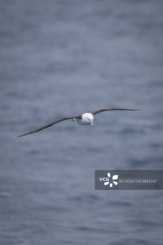 南极洲，飞越海洋的海鸥特写图片素材