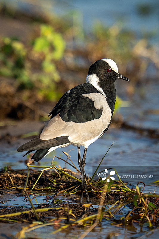 博茨瓦纳浅水区草丛中的铁匠珩图片素材