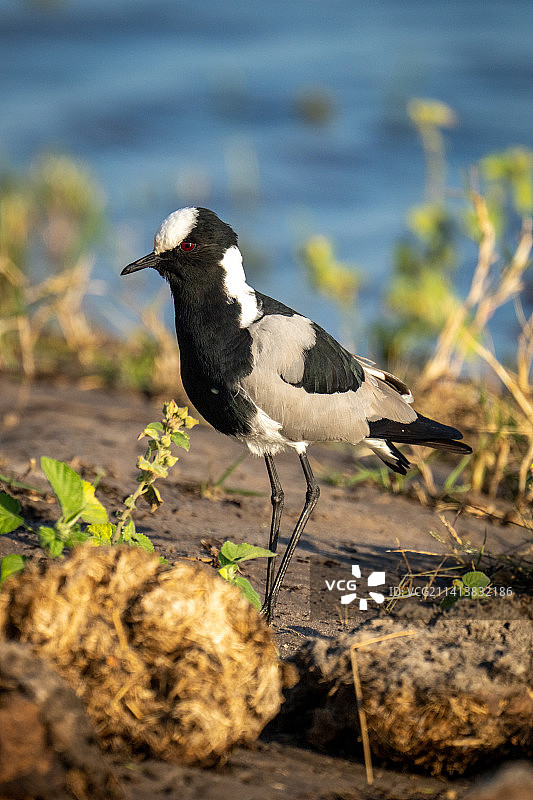 博茨瓦纳大象粪便附近的河岸上的黑smith鸟图片素材