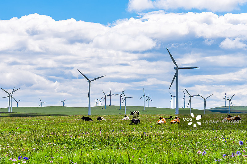 中国内蒙古辉腾锡勒草原上的风电场和牛群图片素材