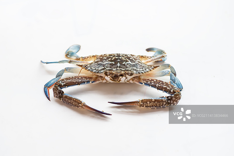 兰花蟹图片素材