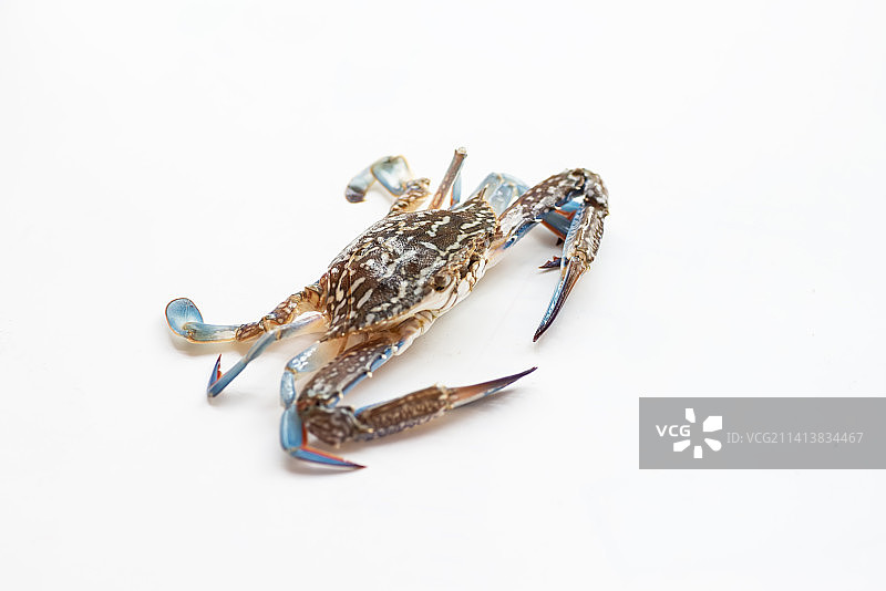 兰花蟹图片素材