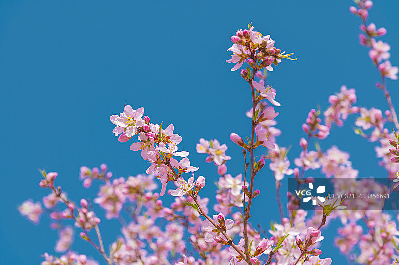 四月天 晴空下盛放的杏花、桃花、樱花图片素材