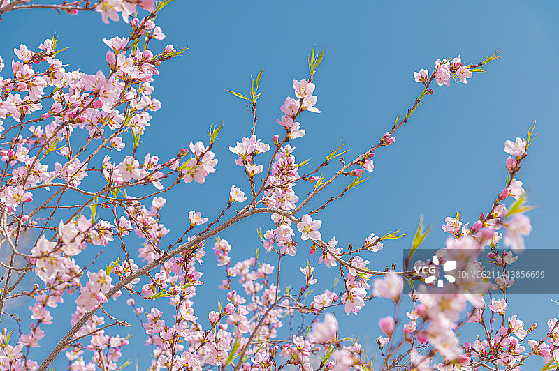 四月天 晴空下盛放的杏花、桃花、樱花图片素材