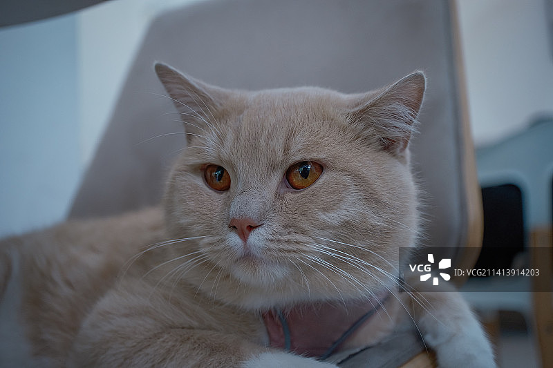 短毛猫图片素材