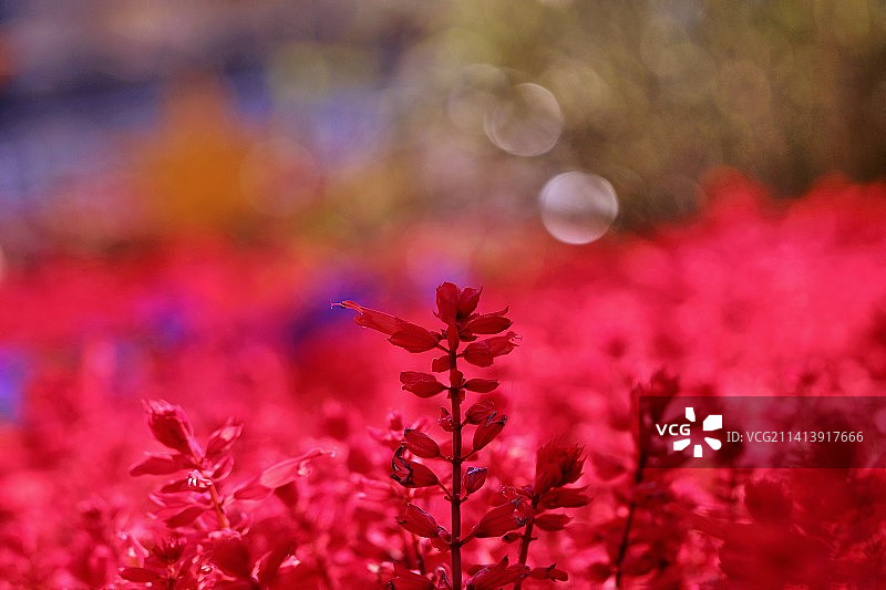 串串红烂漫图片素材