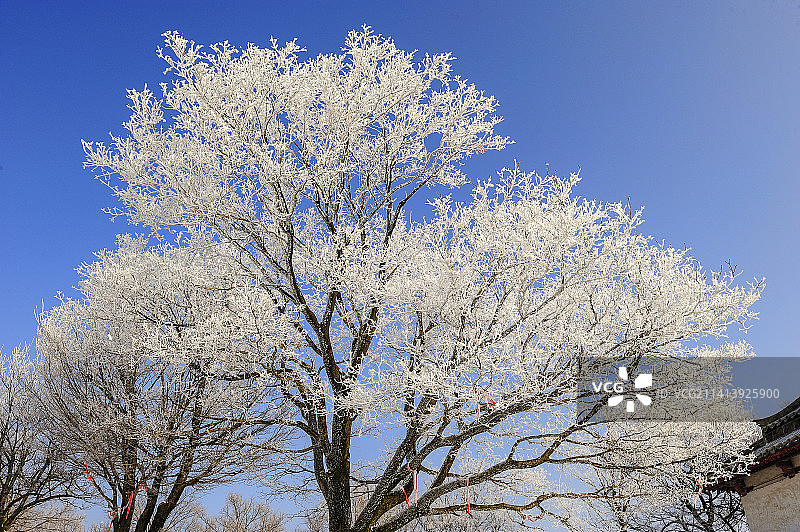 大雪给树木披上了银装，雾凇、树挂把冬天装扮的如同童话世界图片素材