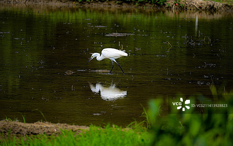 白鹭觅食图片素材