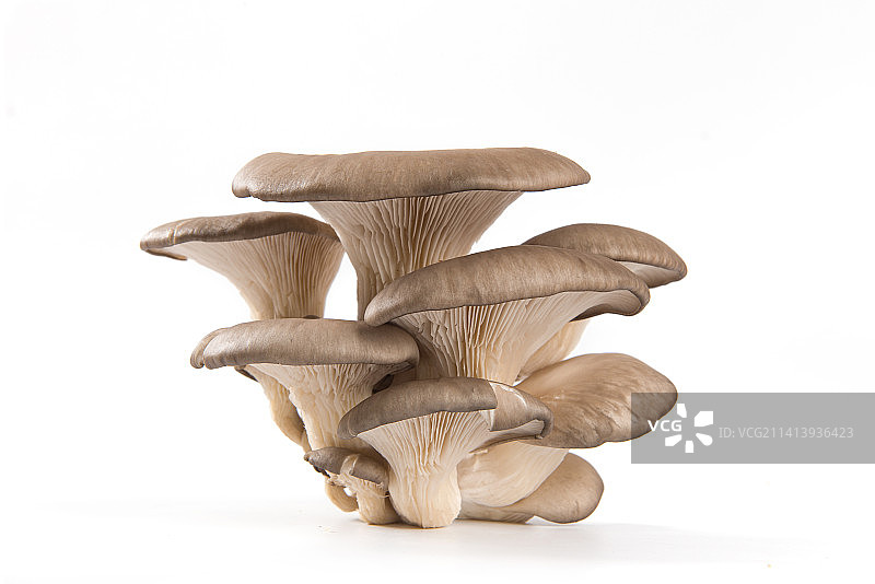 黑色背景上的平菇蘑菇图片素材