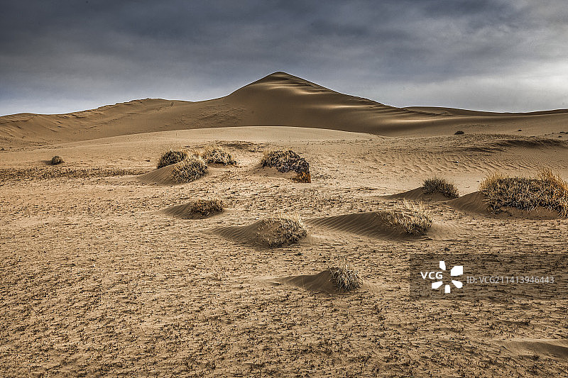沙漠植物图片素材