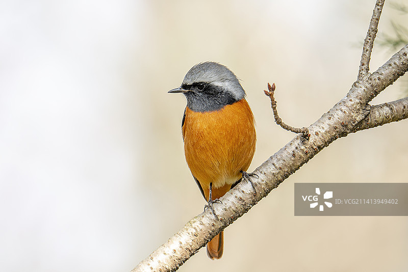 雄北红尾鸲图片素材