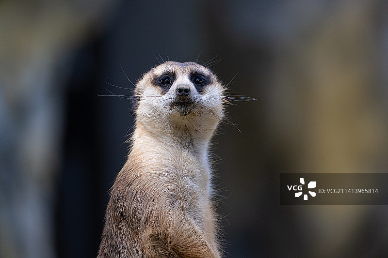 细尾獴图片素材