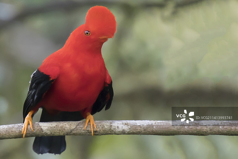 安第斯动冠伞鸟（雄性）图片素材