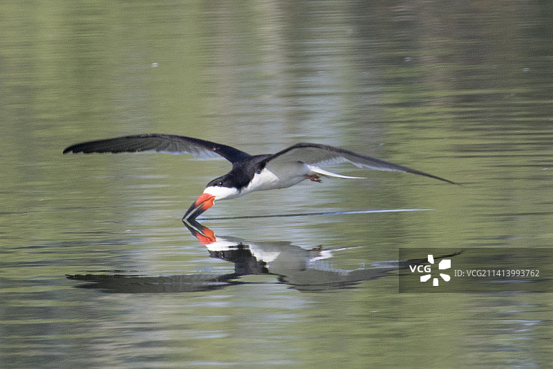 黑剪嘴鸥掠水捕鱼图片素材