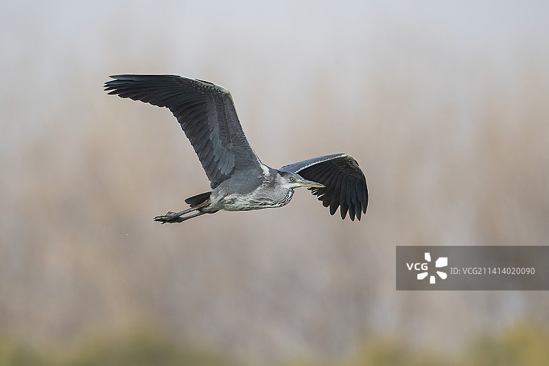苍鹭 #12月打卡挑战#图片素材