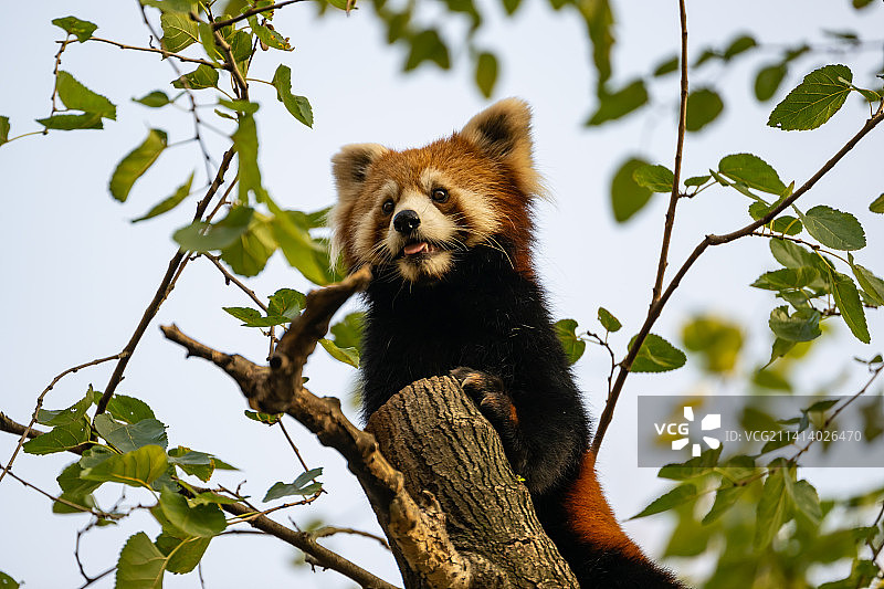 小熊猫图片素材