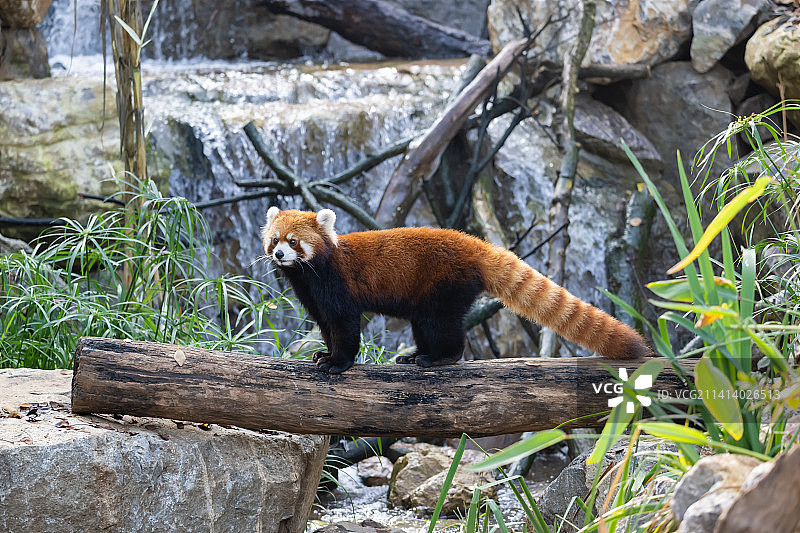 小熊猫图片素材