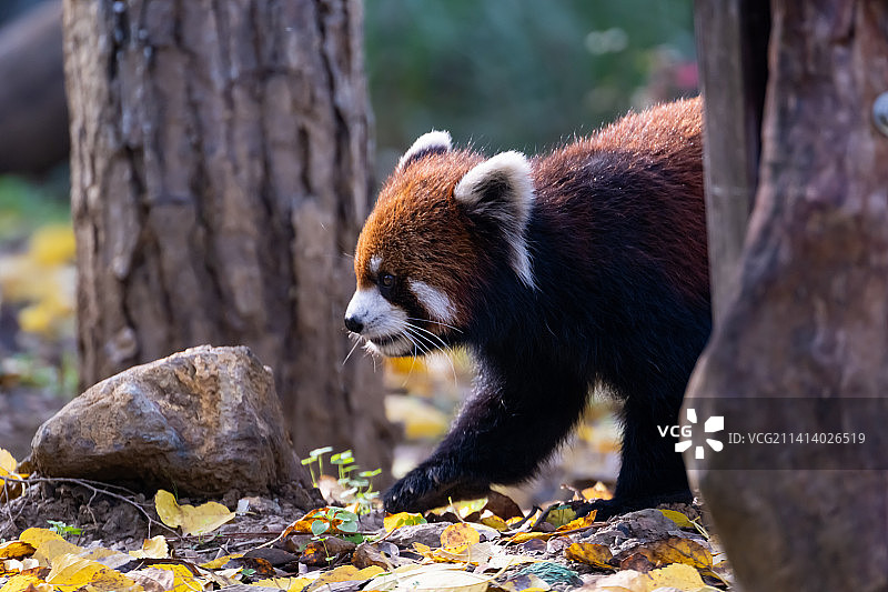 小熊猫图片素材