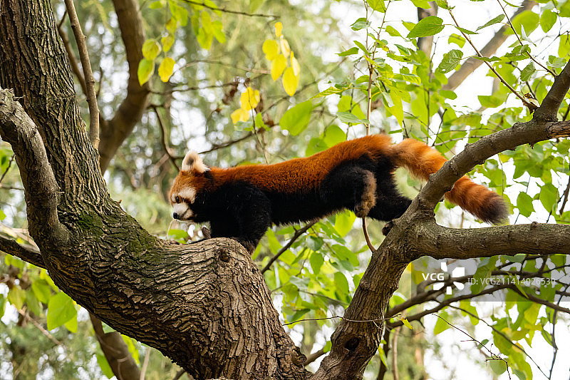 小熊猫图片素材