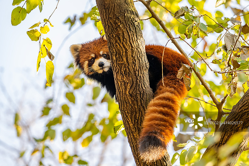小熊猫图片素材