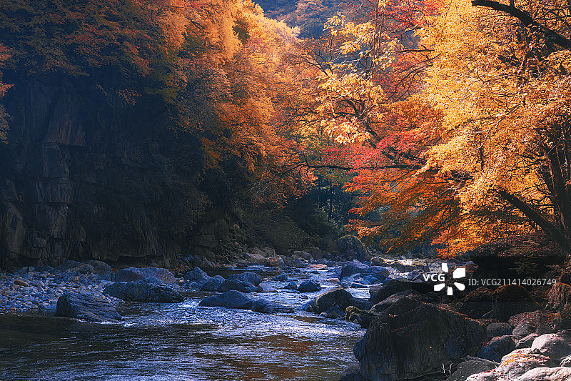 光雾山秋天梦幻红叶图片素材