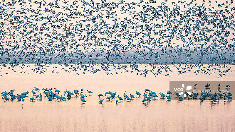 武汉沉湖湿地图片素材