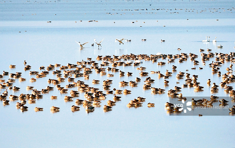 武汉沉湖湿地图片素材