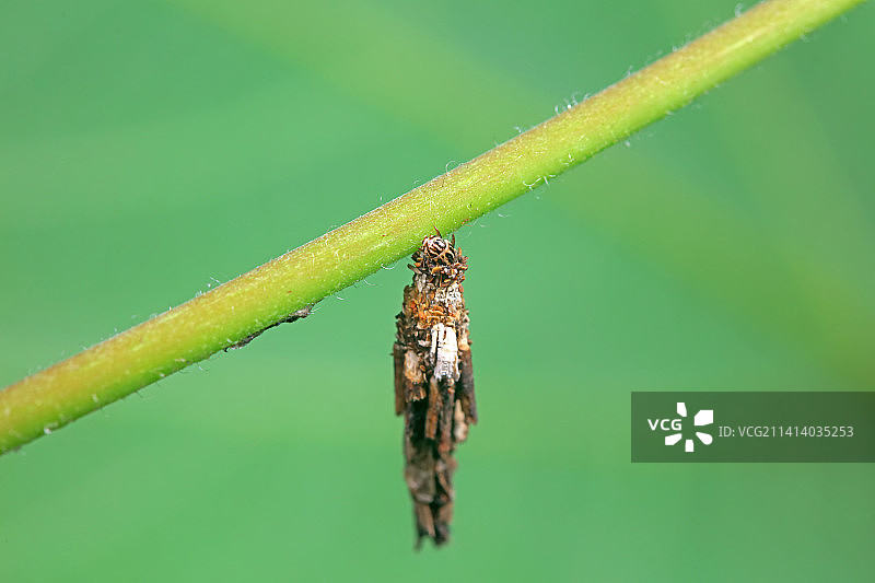 蓑蛾囊套型幼虫图片素材
