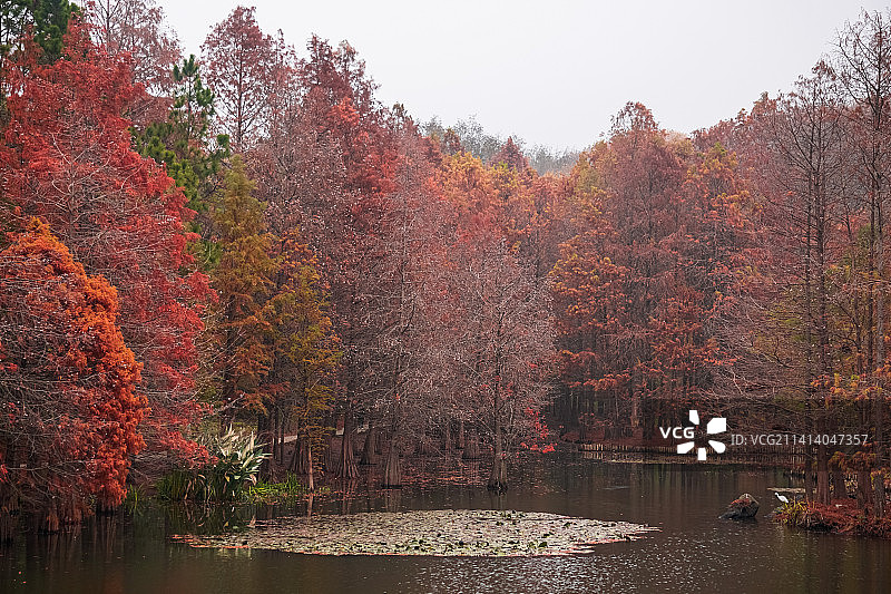 明孝陵落羽杉图片素材