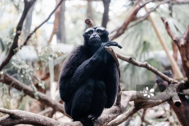 东白眉长臂猿图片素材