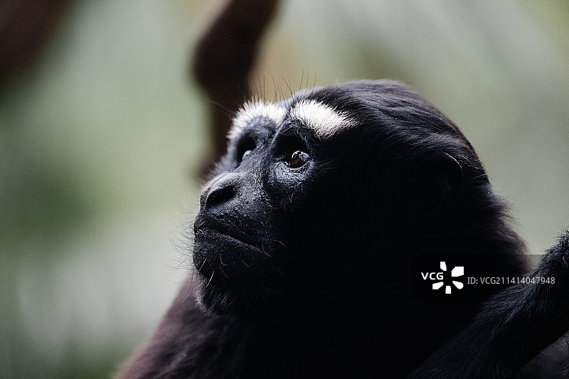 东白眉长臂猿图片素材
