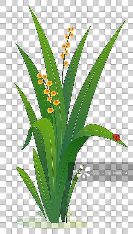 惊蛰植物插画图素2图片素材